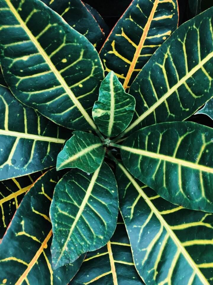 House plant green leaves leaves