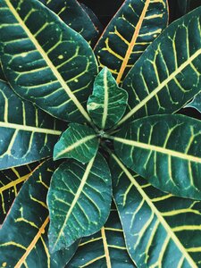 House plant green leaves leaves