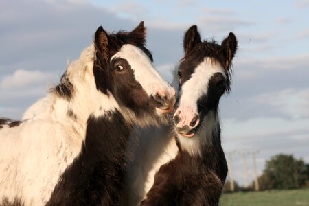 Animal friendship together