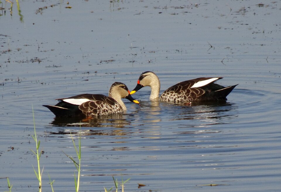 Wildlife spot-billed duck swimming