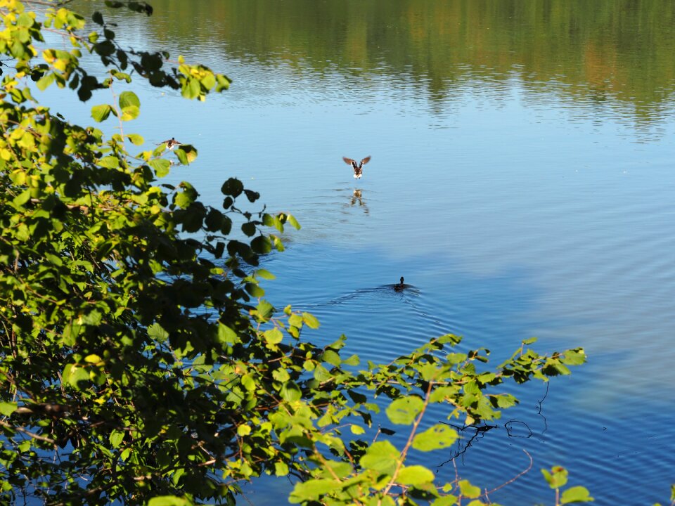 Aquatic animals swim lake