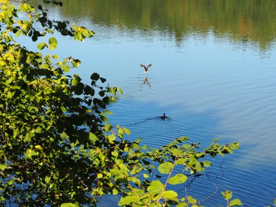 Aquatic animals swim lake