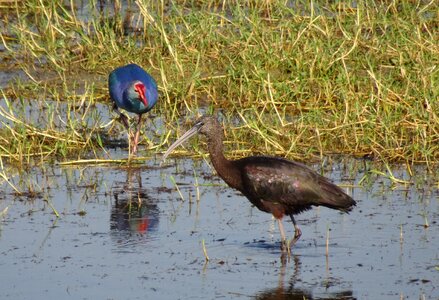 Wading bird nature bird