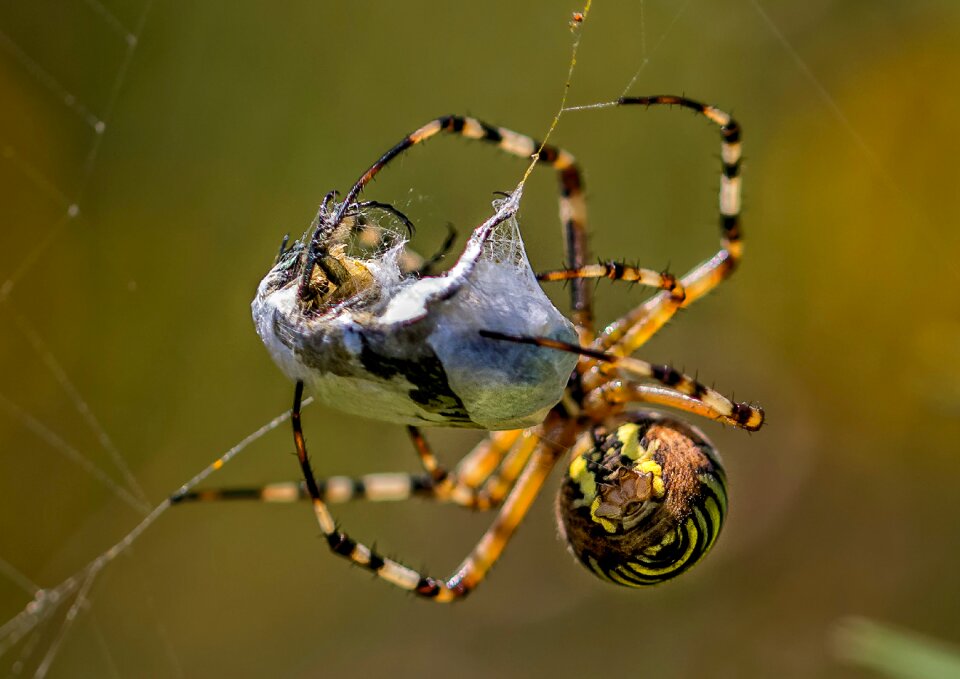 Nature spider web araneus diadematus