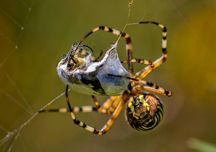 Nature spider web araneus diadematus photo