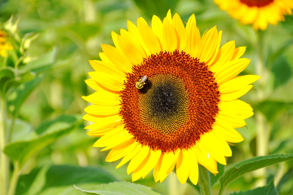 Summer flower leaf