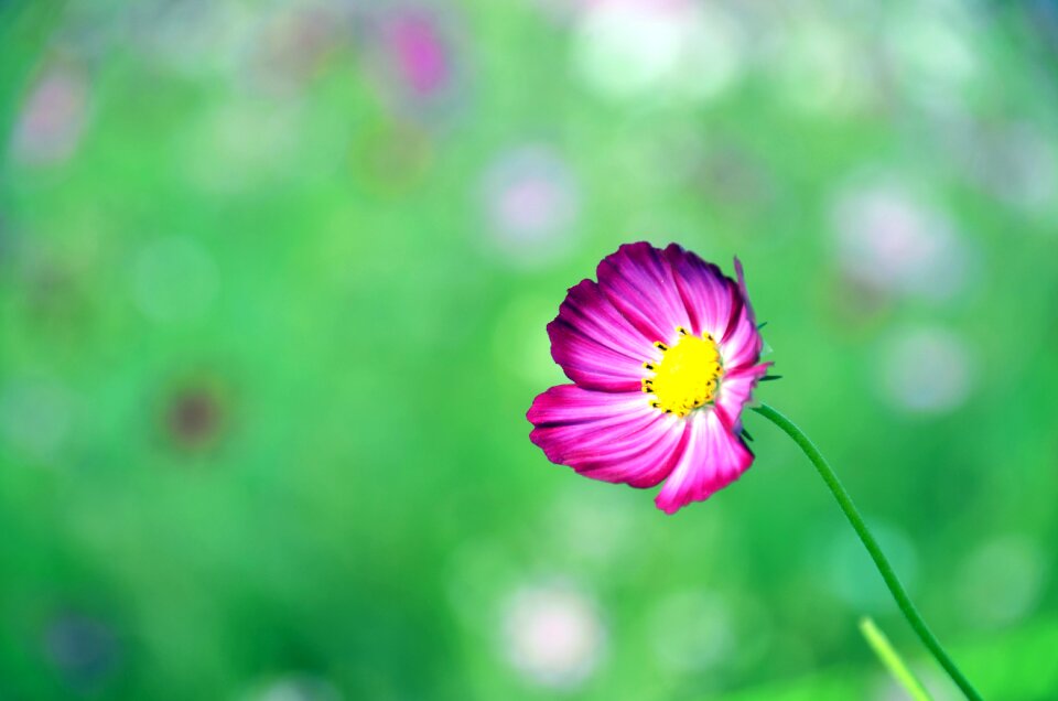 Purple plants petal