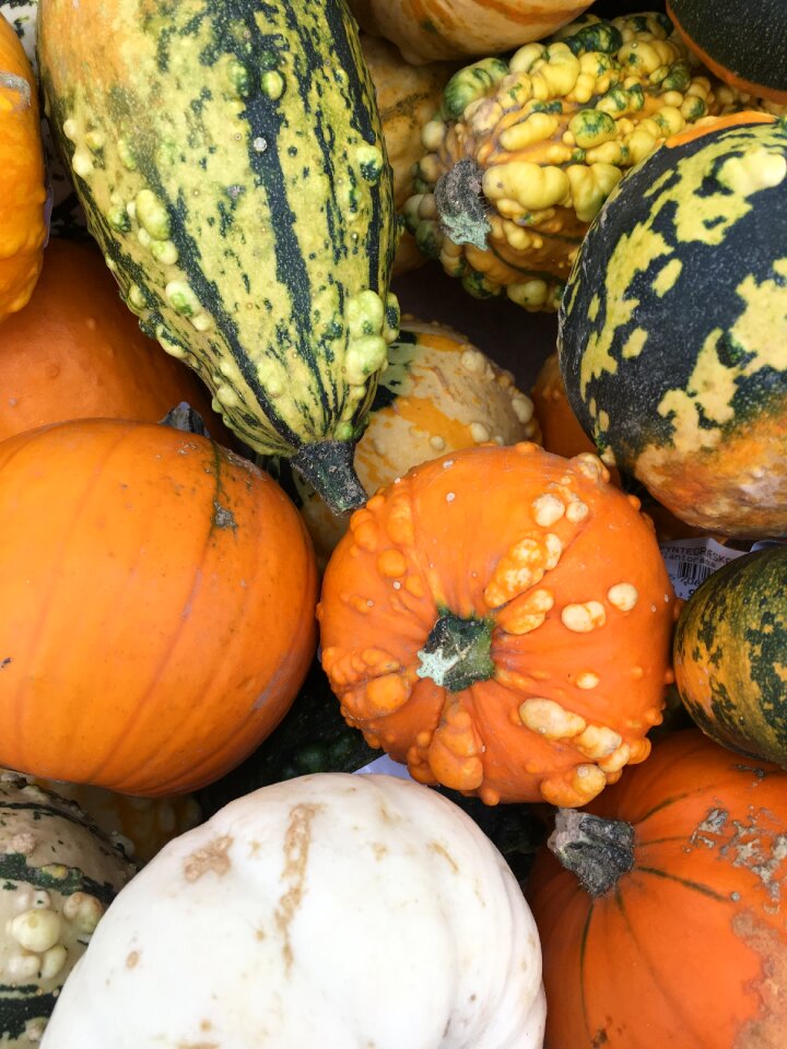 Pumpkin autumn pyntegræskar