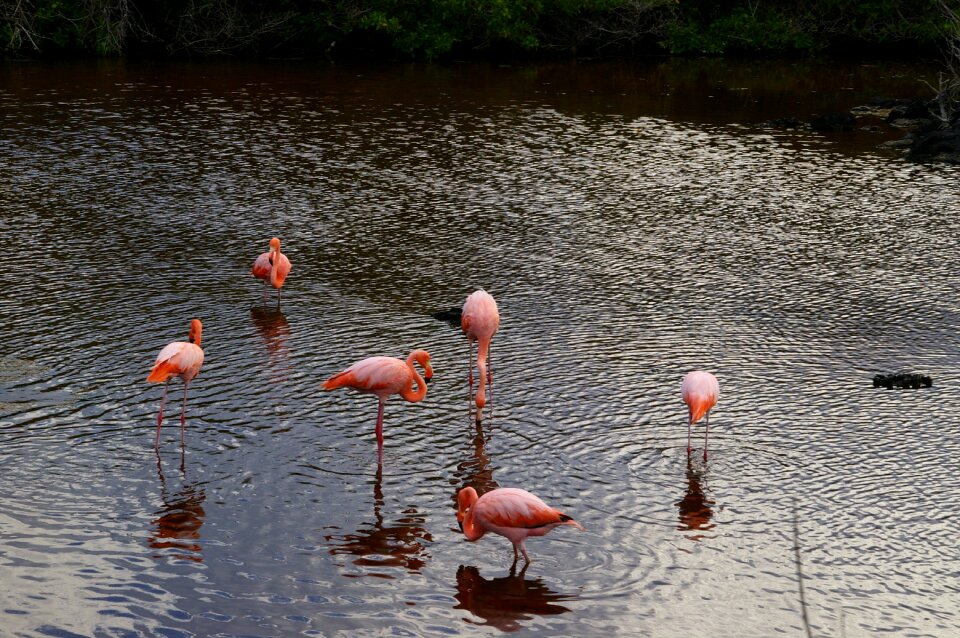 Bird flamingo nature
