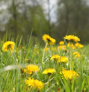 Flower meadow spring nature photo