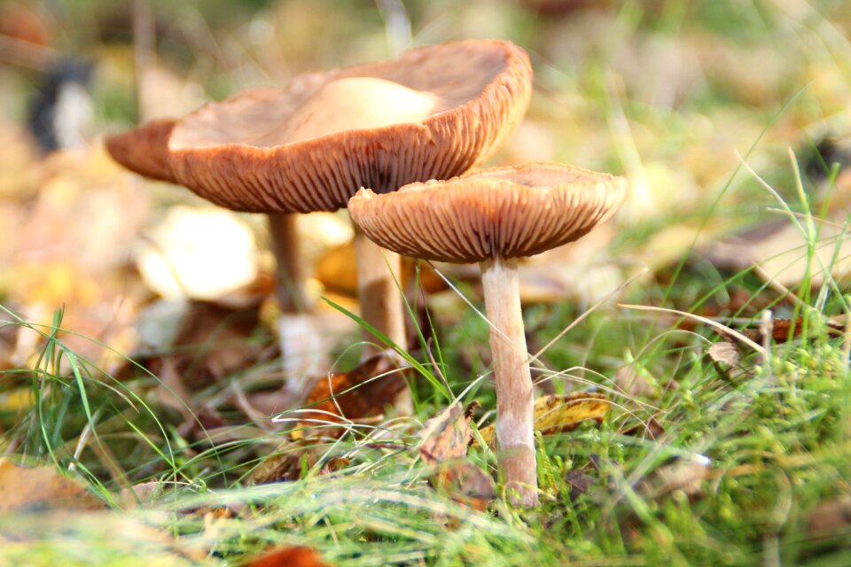 Mushrooms three mushrooms mushroom