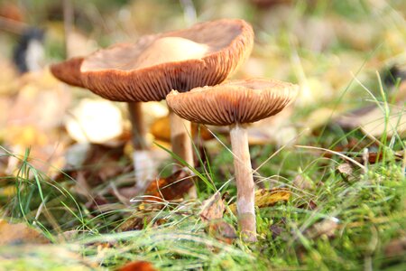 Mushrooms three mushrooms mushroom