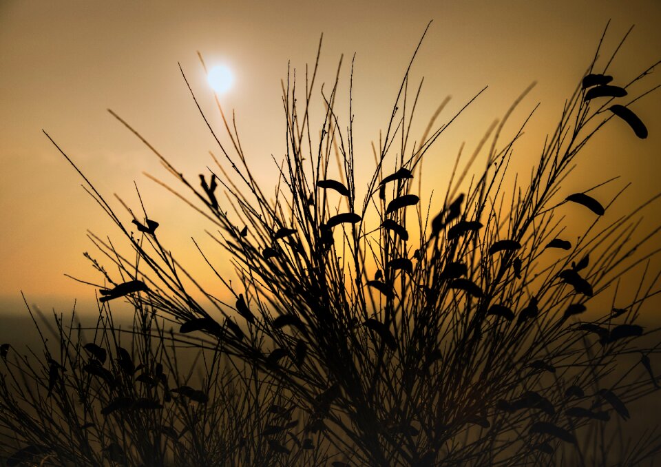 Sunset nature shadow