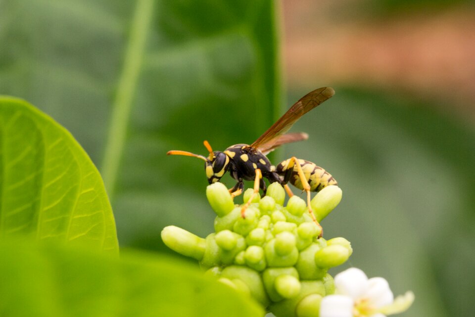 Inflorescence noni sucking