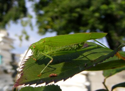 Grasshopper green macro photo