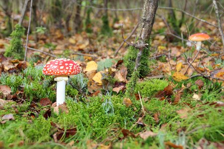 Mushroom utrecht autumn