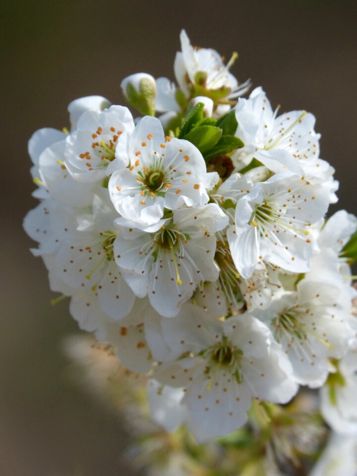 Flower nature cherry