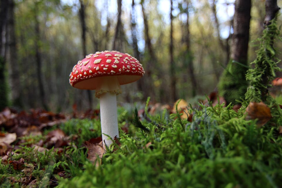 Mushroom rare mushroom poisonous mushroom