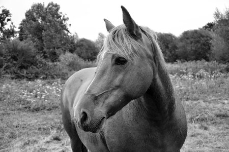Equine domestic animal herbivore photo