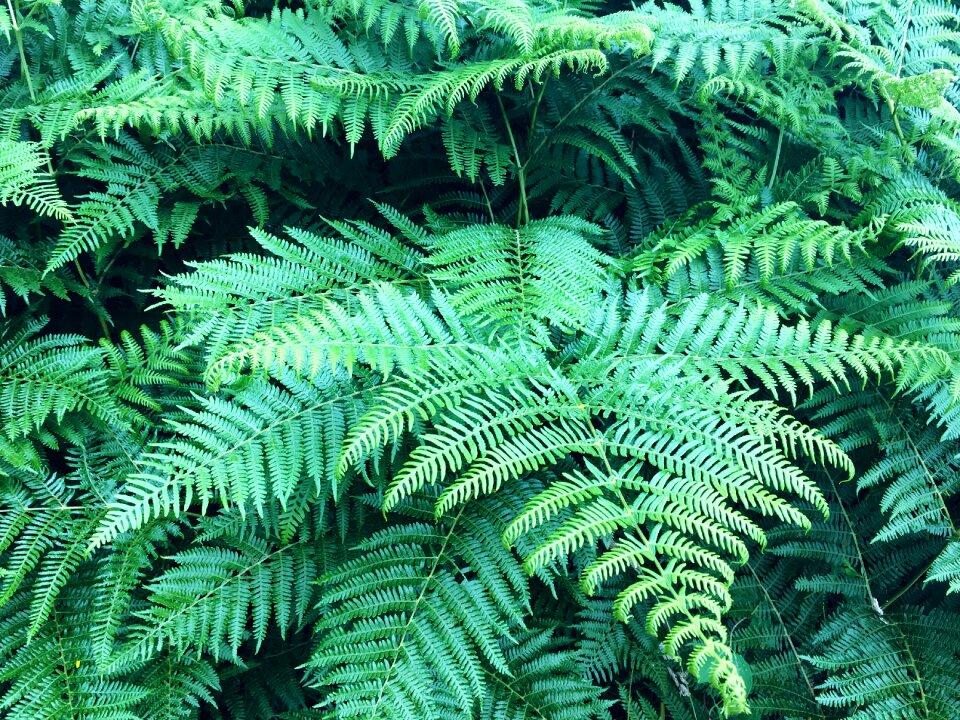 Forest plant green