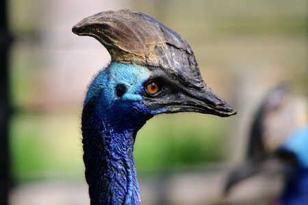 Animal beak cassowary