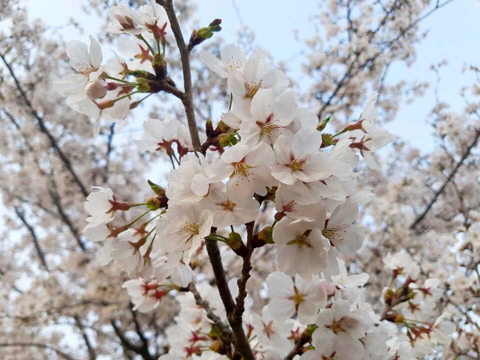Cherry tree flowers season