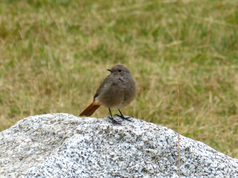 Rock prado black redstart