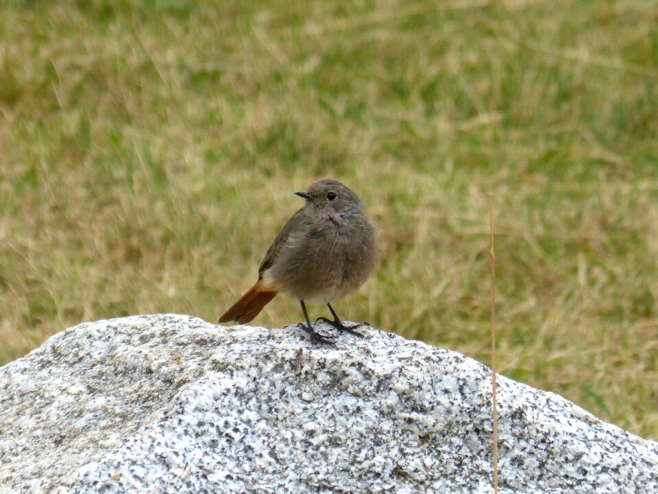 Rock prado black redstart photo