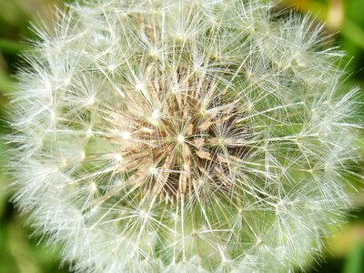 Plant geometry nature summer