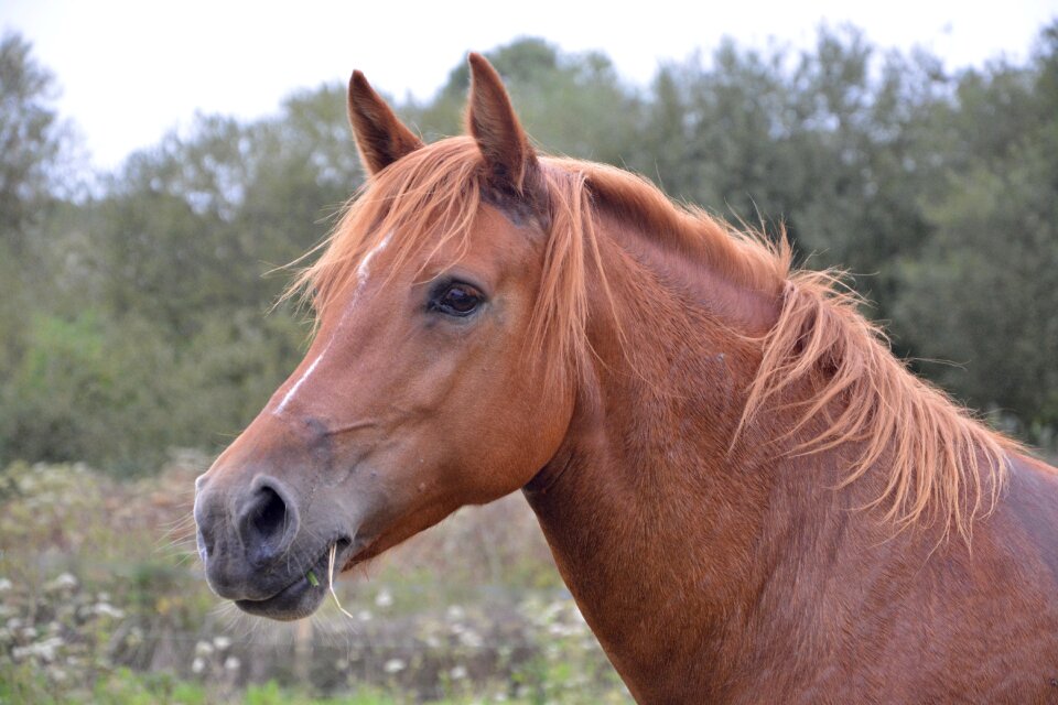 Horse portrait head