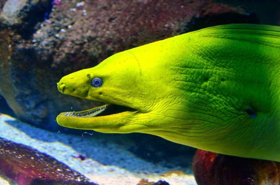 Moray underwater eel