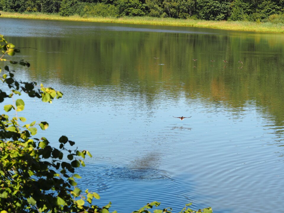 Aquatic animals swim lake