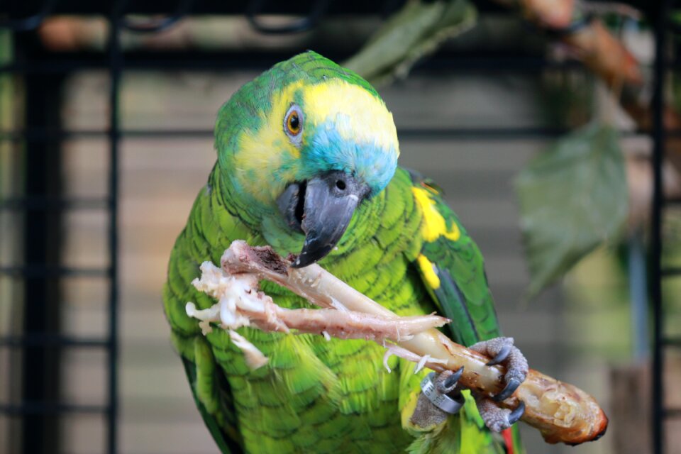 Colors exotic animals
