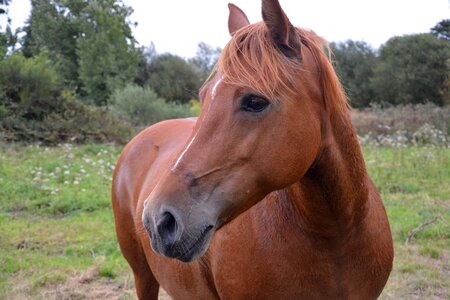 Horseback riding animal portrait photo