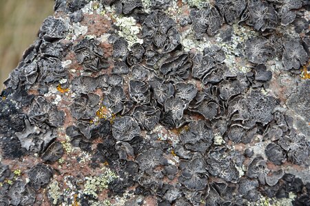 Kennedy moss lichen