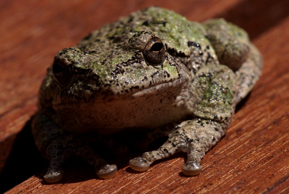 Macro closeup toad