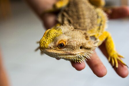 Reptile vivarium animal