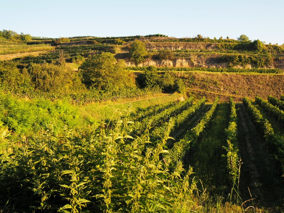 Wine grapes harvest
