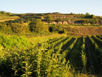 Wine grapes harvest photo