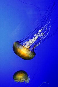 Fish jelly water photo
