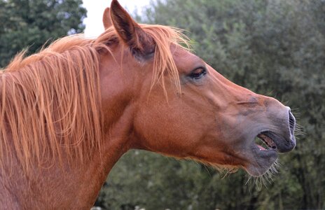 Brown equine eye