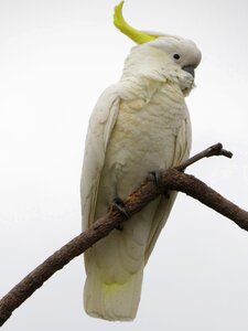 Birds avian australia photo