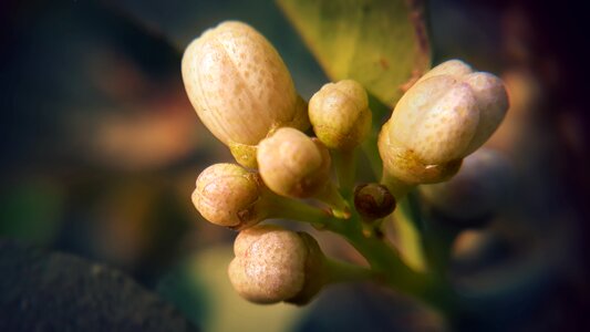 Flower buds growth