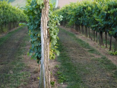 Wine grapes harvest photo