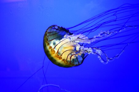 Fish jelly water photo
