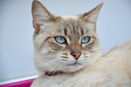 Cat eyes domestic animal pets