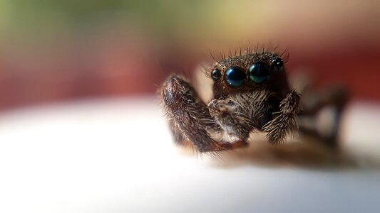 Wildlife spider closeup photo