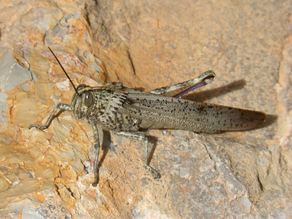 Textures detail orthopteron