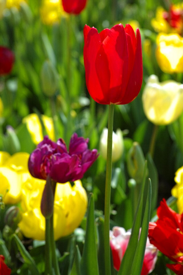 Chan flower picture tulips arrayed