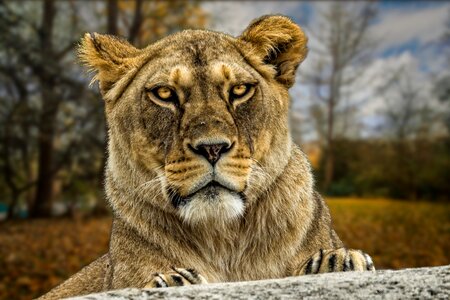 Mammal carnivore lion photo